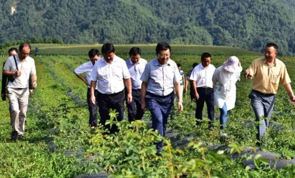 腾冲市市委书记杨正晓一行深入大马士革玫瑰种植基地检查指导工作