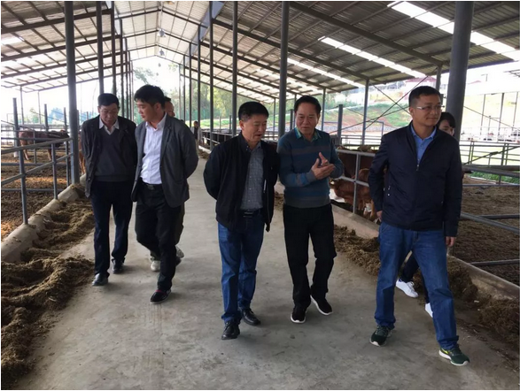 黄必志院长一行莅临东山农业调研,助力恒益肉牛产业发展